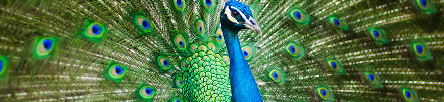 peacock